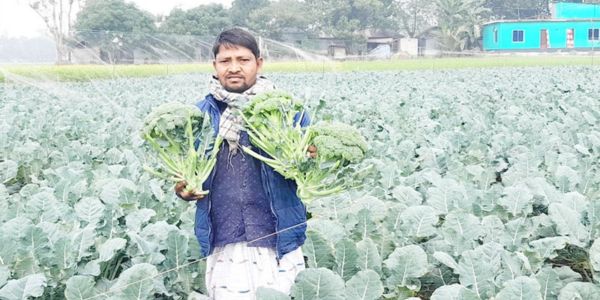 বেলকুচিতে ব্রোকলি চাষে সাফল্য